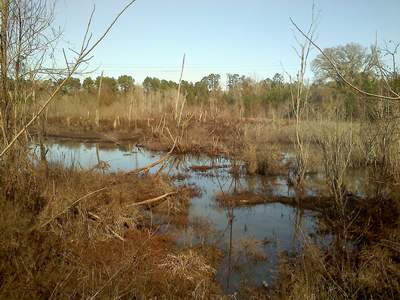 Nacogdoches County, Texas Bigfoot Research